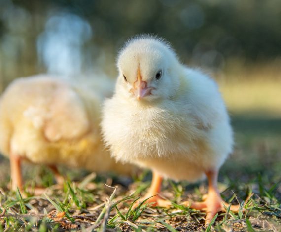 Pessolani Ruben (11)